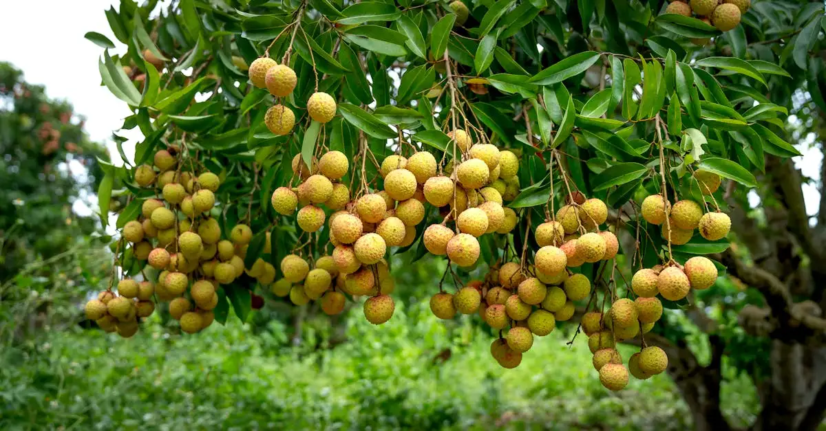 Litchi Frugt: Smag, Fordele og Dyrkning af Lychee